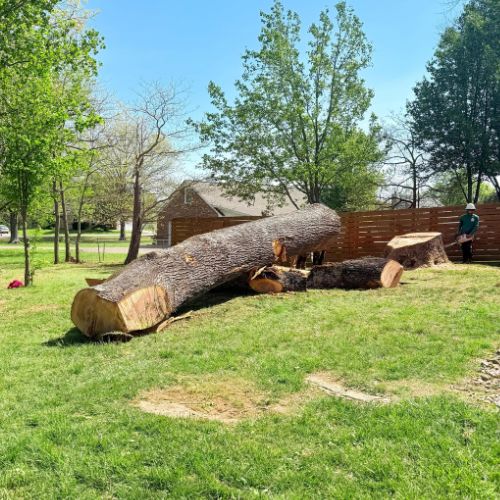 Tree Removal