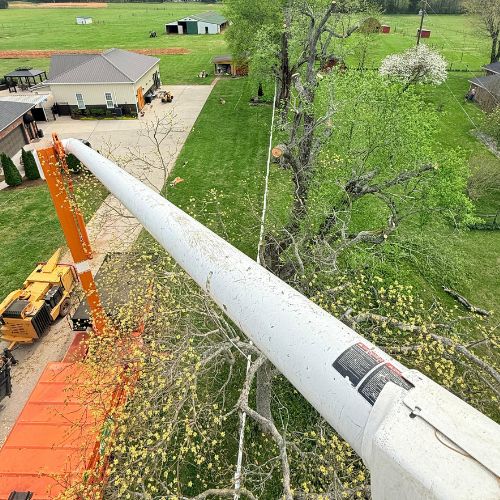 Tree Trimming & Pruning
