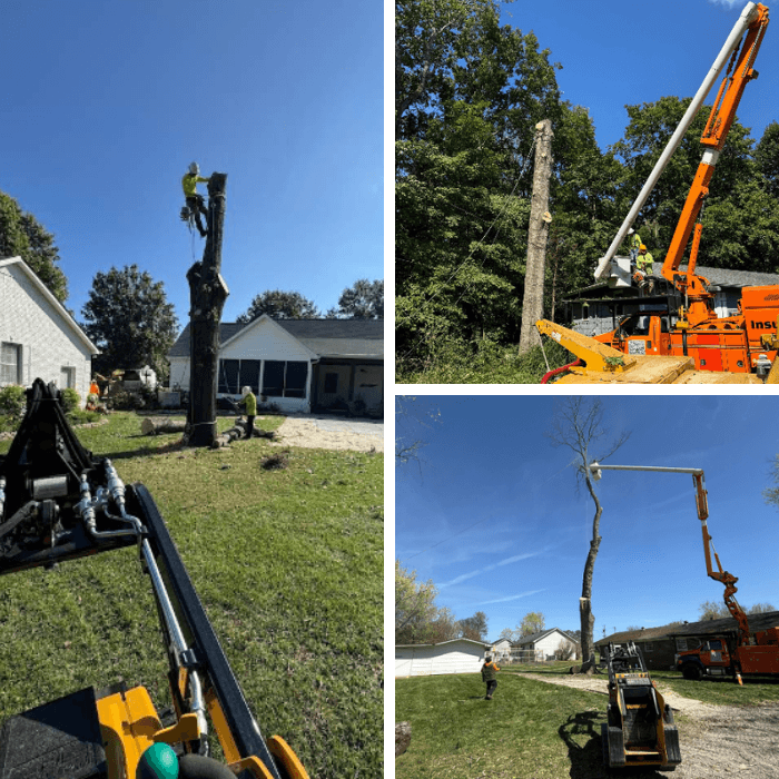 Insured tree company providing service in Murfreesboro TN