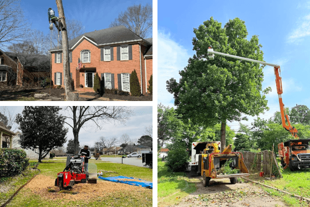 Licensed tree service team inspecting trees in Murfreesboro TN