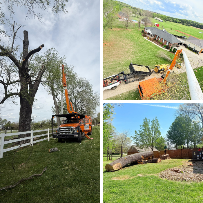 Professional tree company in Murfreesboro TN trimming overgrown branches to improve property safety and curb appeal
