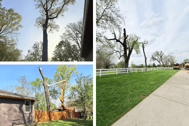 Tree removal and trimming services in Murfreesboro TN